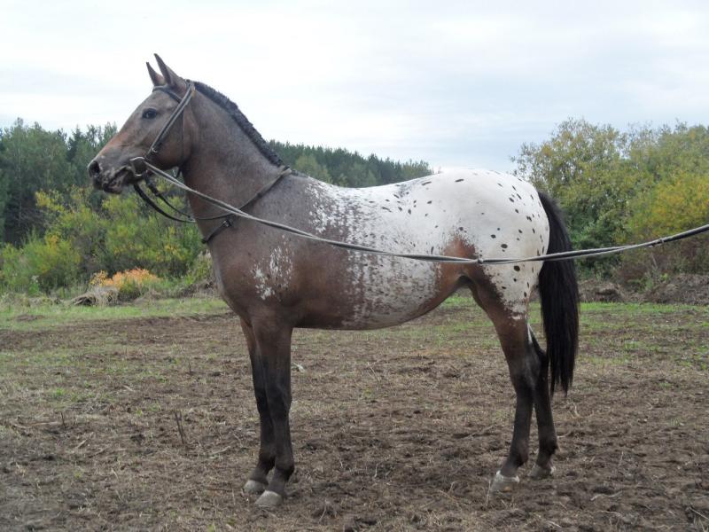 Appaloosa horses: the colourful horse with prehistoric roots