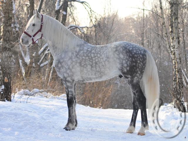 http://millionhorse.com/horse/photos/712/1791b.jpg