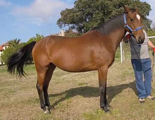 Vendita Cavalli Anglo Arabo Francese Cavallo Spagna Endurance In Vendita Analu Del Norte