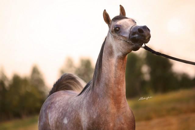 strottenhoofd Uitstekend Ontaarden Paarden te koop - Arabier Paard