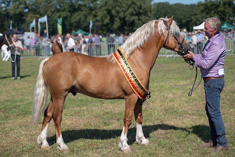 Brein Ijdelheid afgunst Paarden te koop - Welsh cob (sectie C & D) Paard
