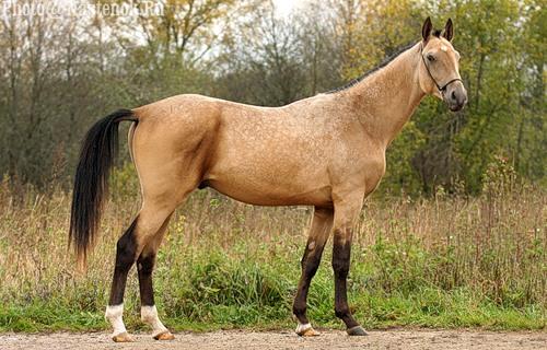 Horses for sale - Akhal-Teke Horse Russia Dressage For sale ZOLOTOJ LEV ...
