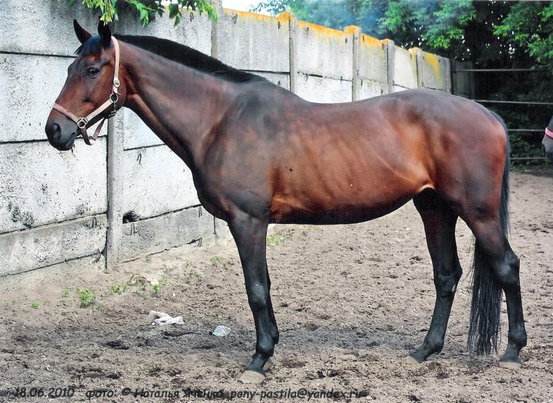 Рассмотрите фотографию черной лошади породы кабардинская. Кабардинская гнедая. Англо-Кабардинская лошадь. Англо Кабардинская порода лошадей. Кабардин лошадь.